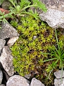 Unknown moss1